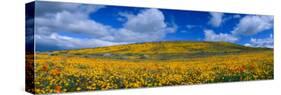 California Golden Poppies Blooming, Antelope Valley California Poppy Reserve, Antelope Valley-null-Stretched Canvas