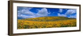 California Golden Poppies Blooming, Antelope Valley California Poppy Reserve, Antelope Valley-null-Framed Photographic Print