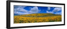 California Golden Poppies Blooming, Antelope Valley California Poppy Reserve, Antelope Valley-null-Framed Photographic Print