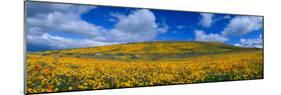 California Golden Poppies Blooming, Antelope Valley California Poppy Reserve, Antelope Valley-null-Mounted Photographic Print