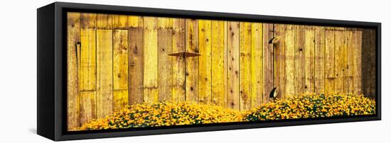 California Golden Poppies (Eschscholzia Californica) in Front of Weathered Wooden Barn-null-Framed Stretched Canvas