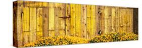California Golden Poppies (Eschscholzia Californica) in Front of Weathered Wooden Barn-null-Stretched Canvas