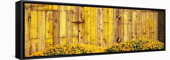 California Golden Poppies (Eschscholzia Californica) in Front of Weathered Wooden Barn-null-Framed Stretched Canvas