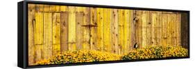 California Golden Poppies (Eschscholzia Californica) in Front of Weathered Wooden Barn-null-Framed Stretched Canvas