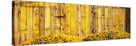 California Golden Poppies (Eschscholzia Californica) in Front of Weathered Wooden Barn-null-Stretched Canvas