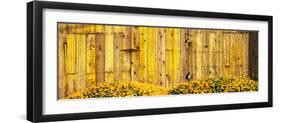California Golden Poppies (Eschscholzia Californica) in Front of Weathered Wooden Barn-null-Framed Premium Photographic Print