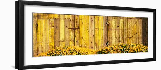 California Golden Poppies (Eschscholzia Californica) in Front of Weathered Wooden Barn-null-Framed Photographic Print