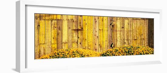 California Golden Poppies (Eschscholzia Californica) in Front of Weathered Wooden Barn-null-Framed Photographic Print