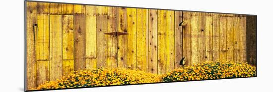 California Golden Poppies (Eschscholzia Californica) in Front of Weathered Wooden Barn-null-Mounted Photographic Print