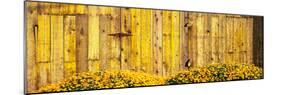 California Golden Poppies (Eschscholzia Californica) in Front of Weathered Wooden Barn-null-Mounted Photographic Print