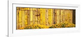 California Golden Poppies (Eschscholzia Californica) in Front of Weathered Wooden Barn-null-Framed Photographic Print