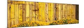 California Golden Poppies (Eschscholzia Californica) in Front of Weathered Wooden Barn-null-Mounted Photographic Print