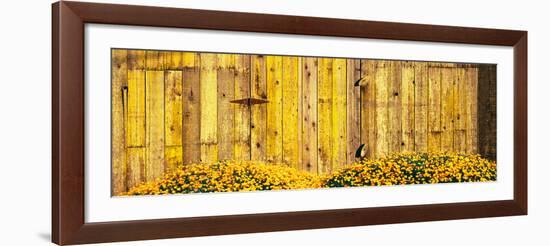 California Golden Poppies (Eschscholzia Californica) in Front of Weathered Wooden Barn-null-Framed Photographic Print