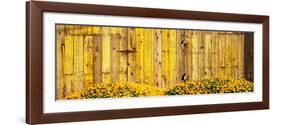 California Golden Poppies (Eschscholzia Californica) in Front of Weathered Wooden Barn-null-Framed Photographic Print