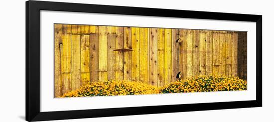 California Golden Poppies (Eschscholzia Californica) in Front of Weathered Wooden Barn-null-Framed Photographic Print
