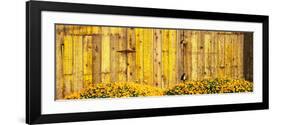 California Golden Poppies (Eschscholzia Californica) in Front of Weathered Wooden Barn-null-Framed Photographic Print