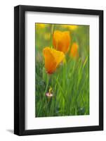 California Golden Poppies in a Green Field-John Alves-Framed Photographic Print