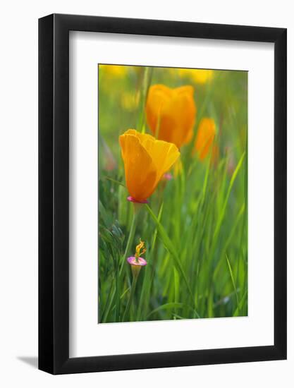 California Golden Poppies in a Green Field-John Alves-Framed Photographic Print