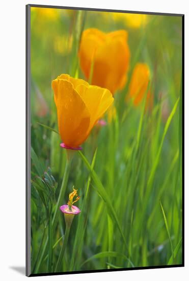California Golden Poppies in a Green Field-John Alves-Mounted Photographic Print