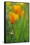 California Golden Poppies in a Green Field-John Alves-Framed Stretched Canvas