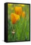 California Golden Poppies in a Green Field-John Alves-Framed Stretched Canvas