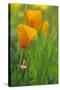 California Golden Poppies in a Green Field-John Alves-Stretched Canvas