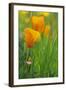 California Golden Poppies in a Green Field-John Alves-Framed Photographic Print