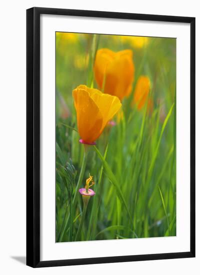 California Golden Poppies in a Green Field-John Alves-Framed Photographic Print