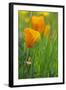 California Golden Poppies in a Green Field-John Alves-Framed Photographic Print