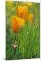 California Golden Poppies in a Green Field-John Alves-Mounted Photographic Print