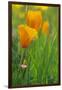 California Golden Poppies in a Green Field-John Alves-Framed Photographic Print