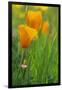 California Golden Poppies in a Green Field-John Alves-Framed Photographic Print