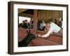 California Governor Candidate Ronald Reagan Petting Donkey, While on the Campaign Trail-Bill Ray-Framed Photographic Print