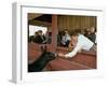 California Governor Candidate Ronald Reagan Petting Donkey, While on the Campaign Trail-Bill Ray-Framed Photographic Print