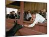 California Governor Candidate Ronald Reagan Petting Donkey, While on the Campaign Trail-Bill Ray-Mounted Photographic Print