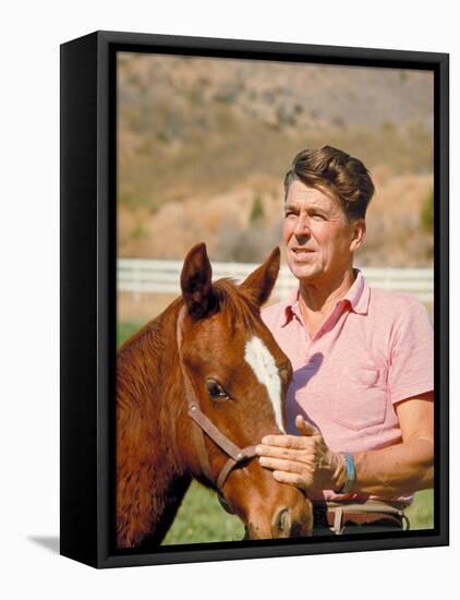 California Governor Candidate Ronald Reagan Petting Horse at Home on Ranch-Bill Ray-Framed Stretched Canvas