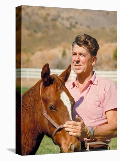 California Governor Candidate Ronald Reagan Petting Horse at Home on Ranch-Bill Ray-Stretched Canvas