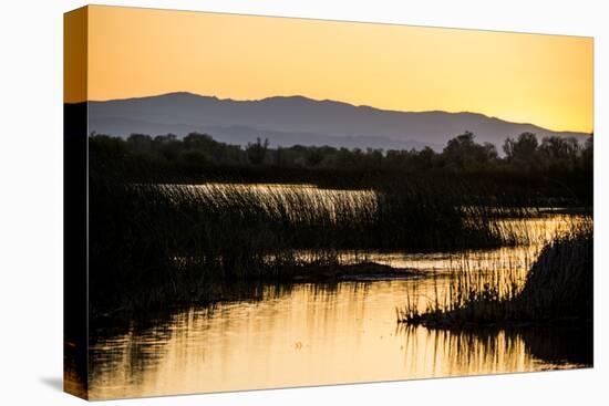 California, Gray Lodge Waterfowl Management Area, at Butte Sink-Alison Jones-Stretched Canvas