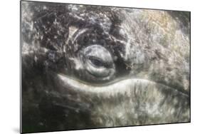 California Gray Whale (Eschrichtius Robustus) Approaching Zodiac Underwater in Magdalena Bay-Michael Nolan-Mounted Photographic Print