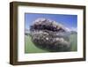 California Gray Whale (Eschrichtius Robustus) Approaching Zodiac Underwater in Magdalena Bay-Michael Nolan-Framed Photographic Print