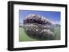 California Gray Whale (Eschrichtius Robustus) Approaching Zodiac Underwater in Magdalena Bay-Michael Nolan-Framed Photographic Print