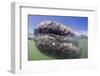 California Gray Whale (Eschrichtius Robustus) Approaching Zodiac Underwater in Magdalena Bay-Michael Nolan-Framed Photographic Print