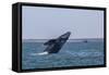 California Gray Whale (Eschrichtius Robustus) Breaching in Magdalena Bay-Michael Nolan-Framed Stretched Canvas