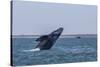 California Gray Whale (Eschrichtius Robustus) Breaching in Magdalena Bay-Michael Nolan-Stretched Canvas