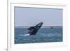 California Gray Whale (Eschrichtius Robustus) Breaching in Magdalena Bay-Michael Nolan-Framed Photographic Print