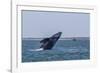 California Gray Whale (Eschrichtius Robustus) Breaching in Magdalena Bay-Michael Nolan-Framed Photographic Print