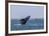 California Gray Whale (Eschrichtius Robustus) Breaching in Magdalena Bay-Michael Nolan-Framed Photographic Print