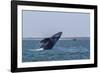 California Gray Whale (Eschrichtius Robustus) Breaching in Magdalena Bay-Michael Nolan-Framed Photographic Print