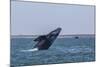 California Gray Whale (Eschrichtius Robustus) Breaching in Magdalena Bay-Michael Nolan-Mounted Photographic Print