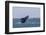 California Gray Whale (Eschrichtius Robustus) Breaching in Magdalena Bay-Michael Nolan-Framed Photographic Print